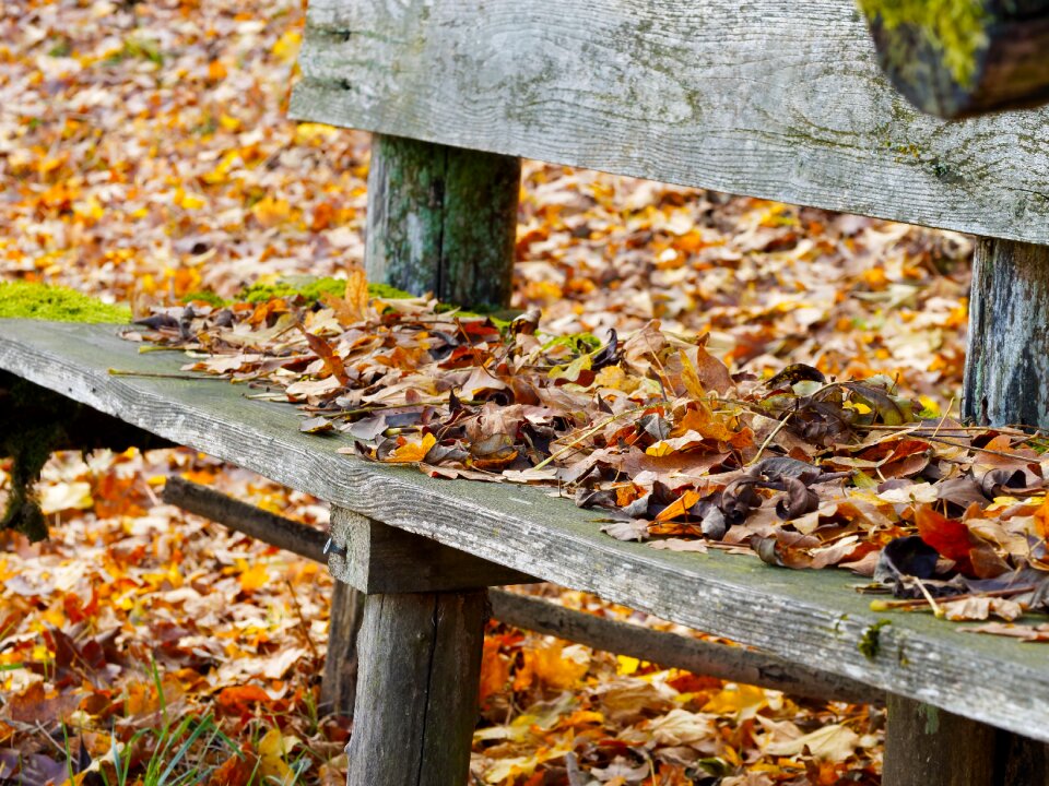 Fall colors foliage nature
