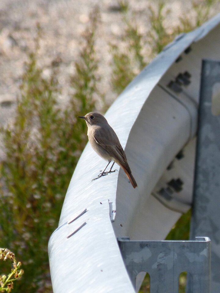 Phoenicurus ochruros guardrail fence
