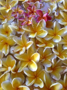 Este frangipani gorgeous