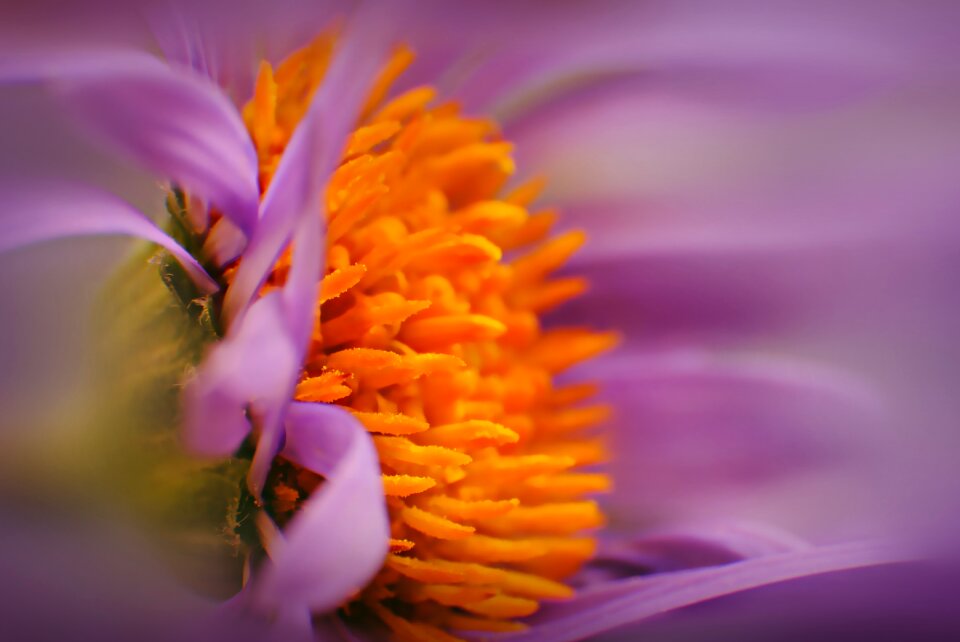 Nature close up macro photography photo