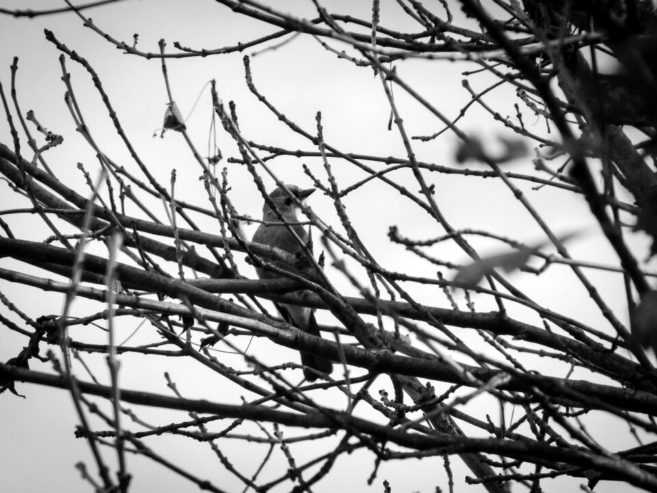 Gloomy black white autumn