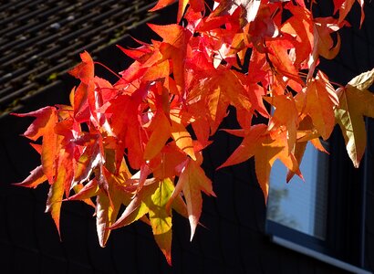 Leaves fall foliage red leaf