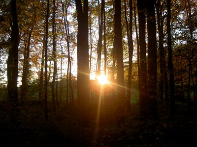 Forest sunset twilight