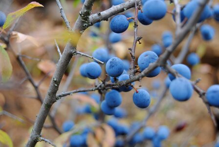 Autumn soria villaverde