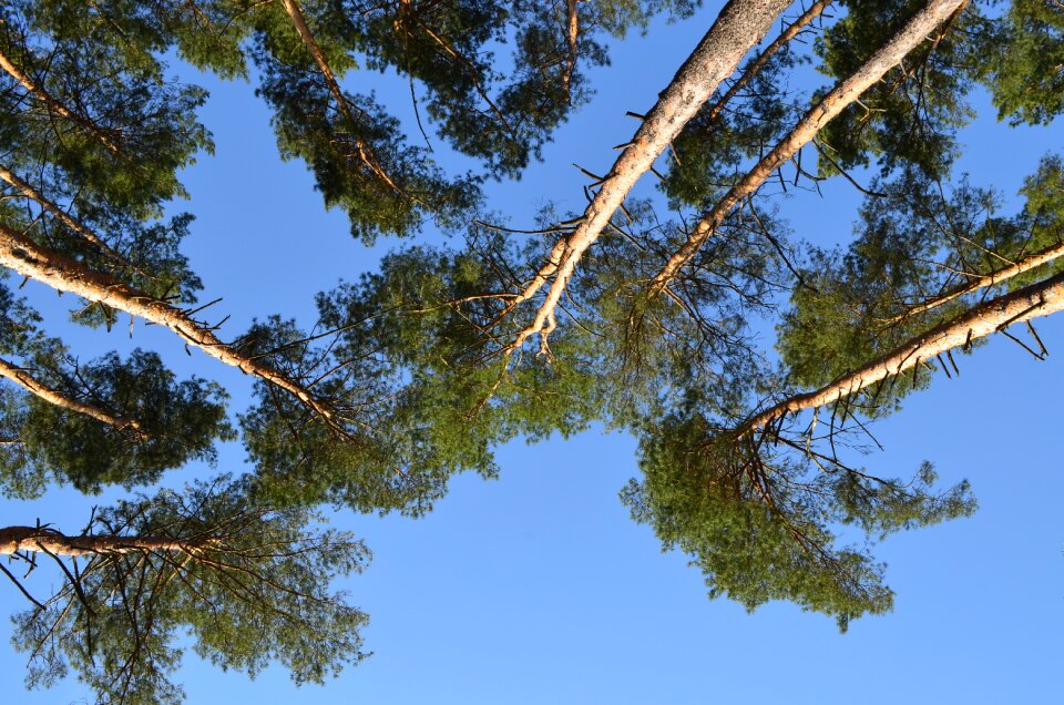 Spring sky trees