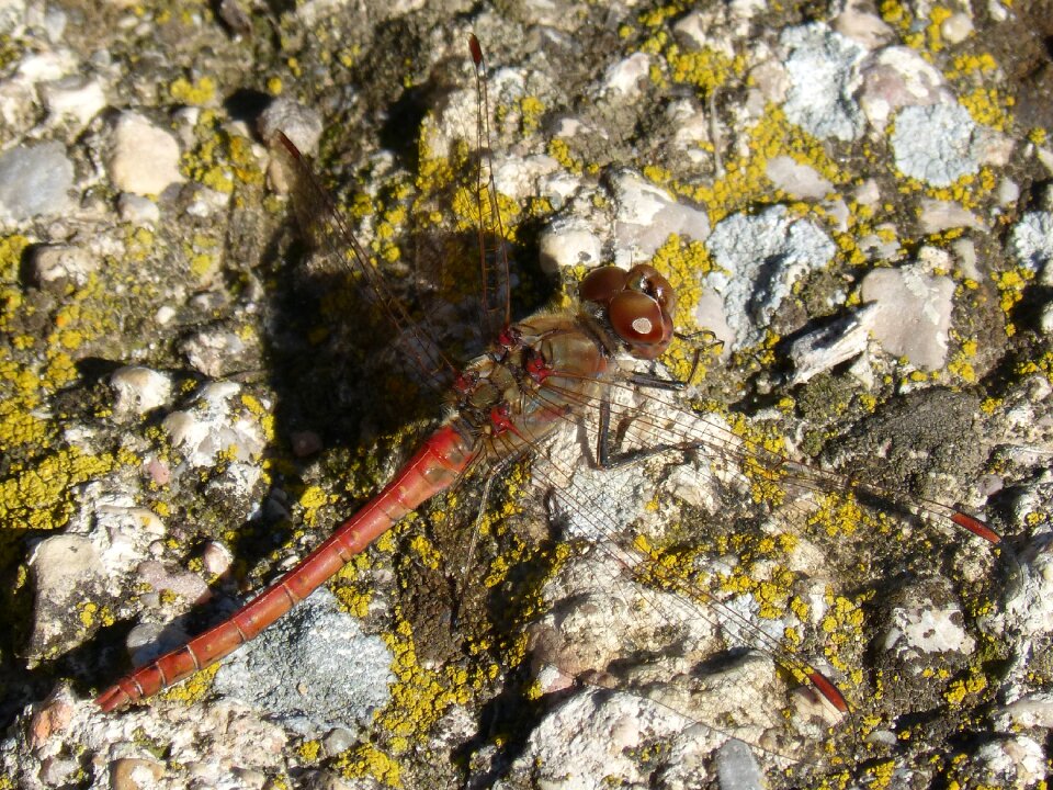 Detail winged insect annulata trithemis