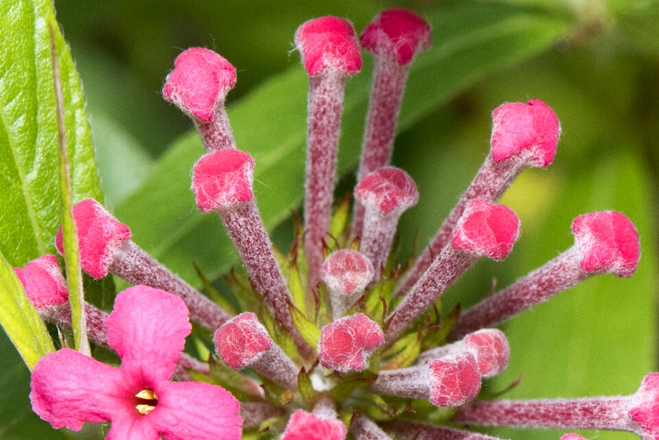 Blossom natural floral