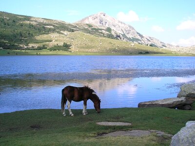 Lake nino horses pozzines