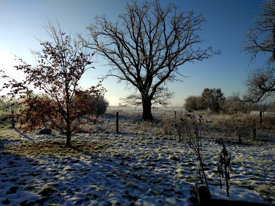 Winter wood sol