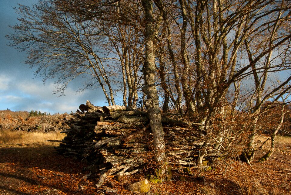 Branches wood pile heating