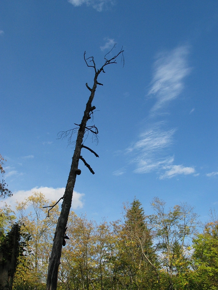 Dead tree trunk stump