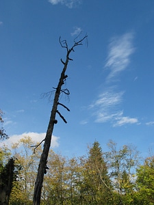 Dead tree trunk stump