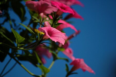 Pink flowers nature color