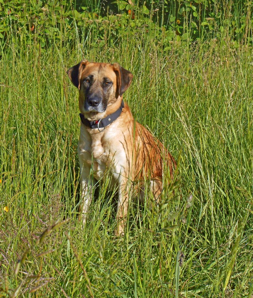 Nature quiet domestic animal
