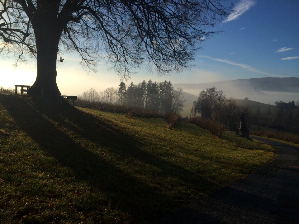 Shadow trees landscape