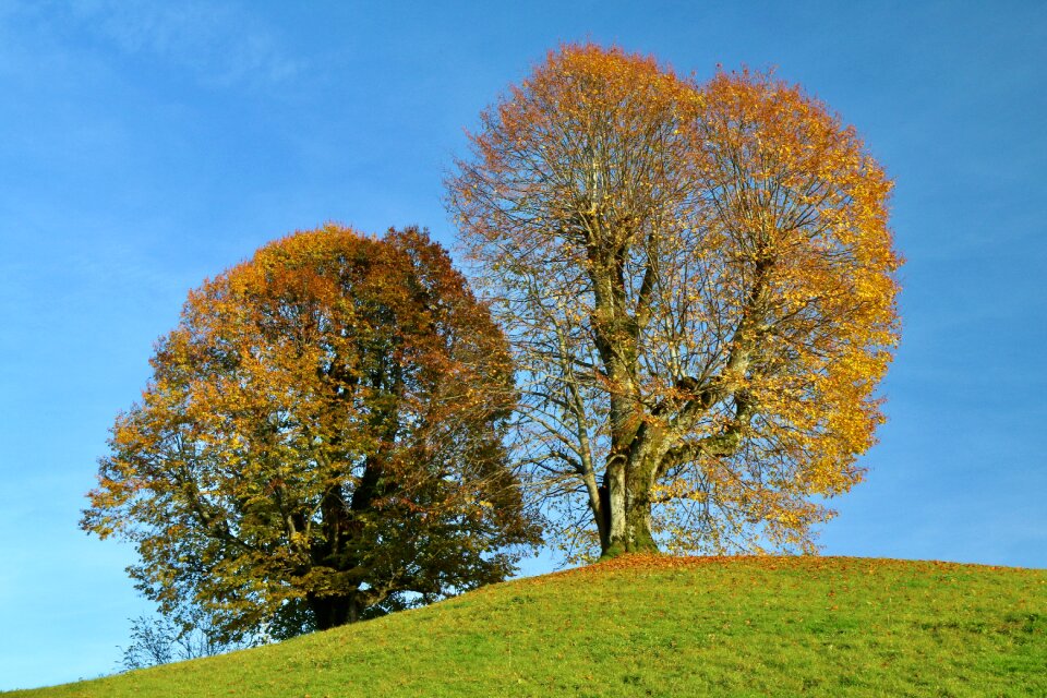 Autumn fall foliage leaves