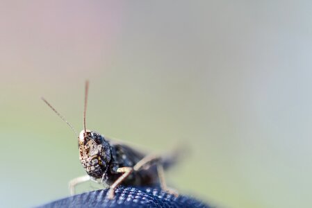 Insect bug fauna photo