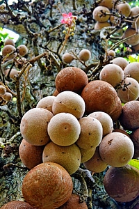 Large fruits nature wild