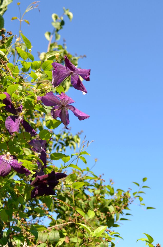 Sky summer blue background