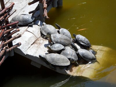 Turtle lake in the sun