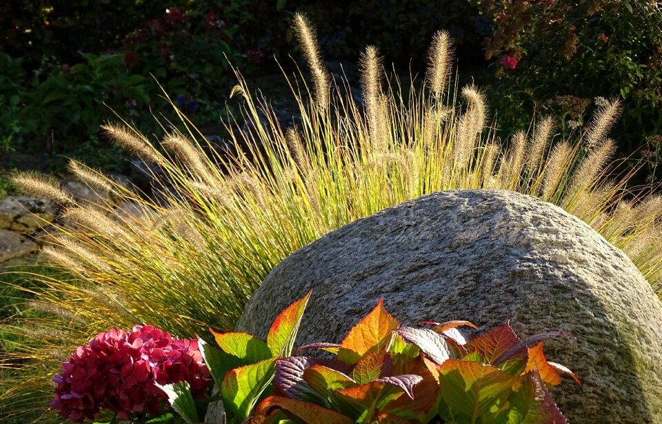 Backlighting autumn plant