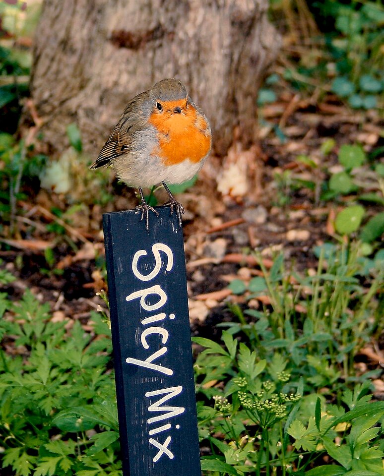 Rubecula nature wildlife