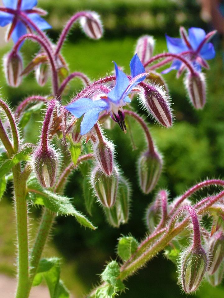 Blue bud hairy