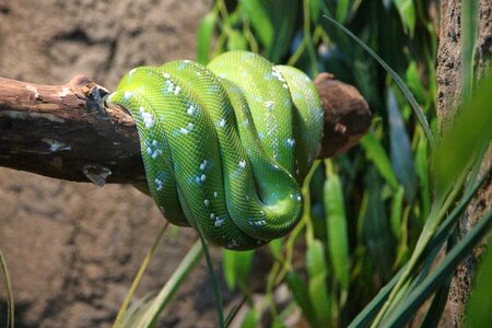 Snake creeping things reptiles