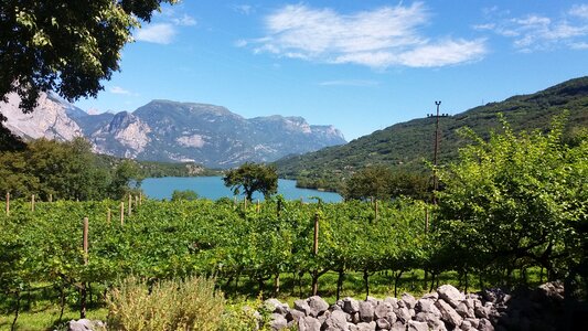 Vines landscape summer