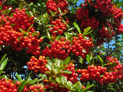 Red real otsu park photo