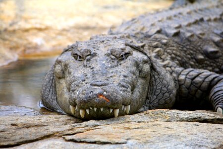 Nature dangerous india