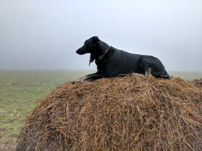 Overlook hay fog