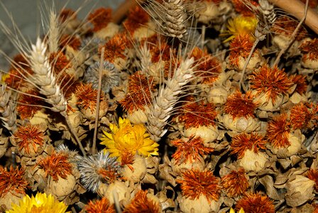 Spikes wheat bouquet