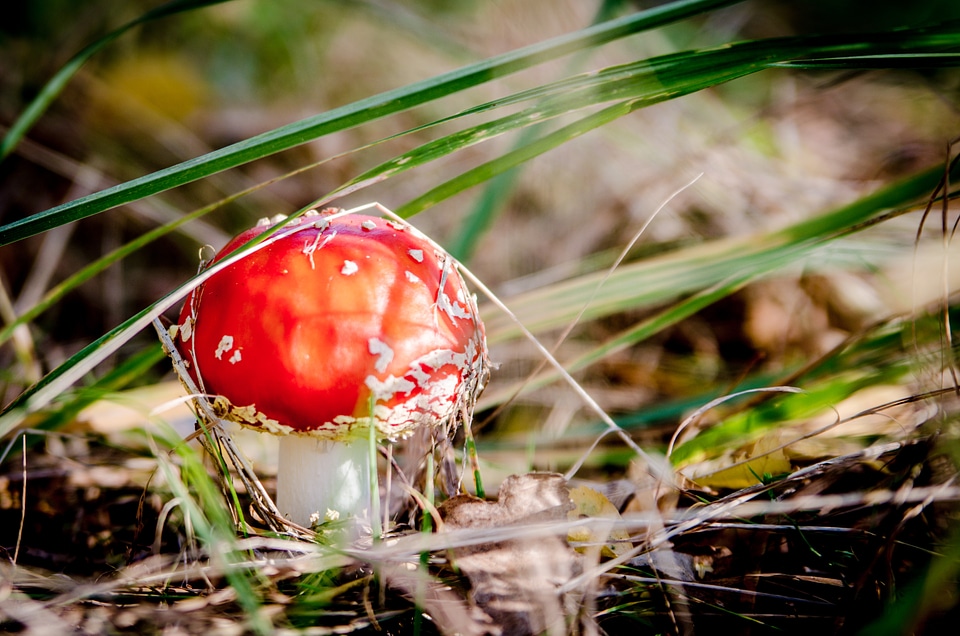 Poisoning forest collect