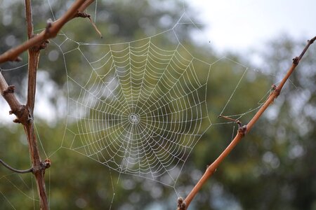 Spider web