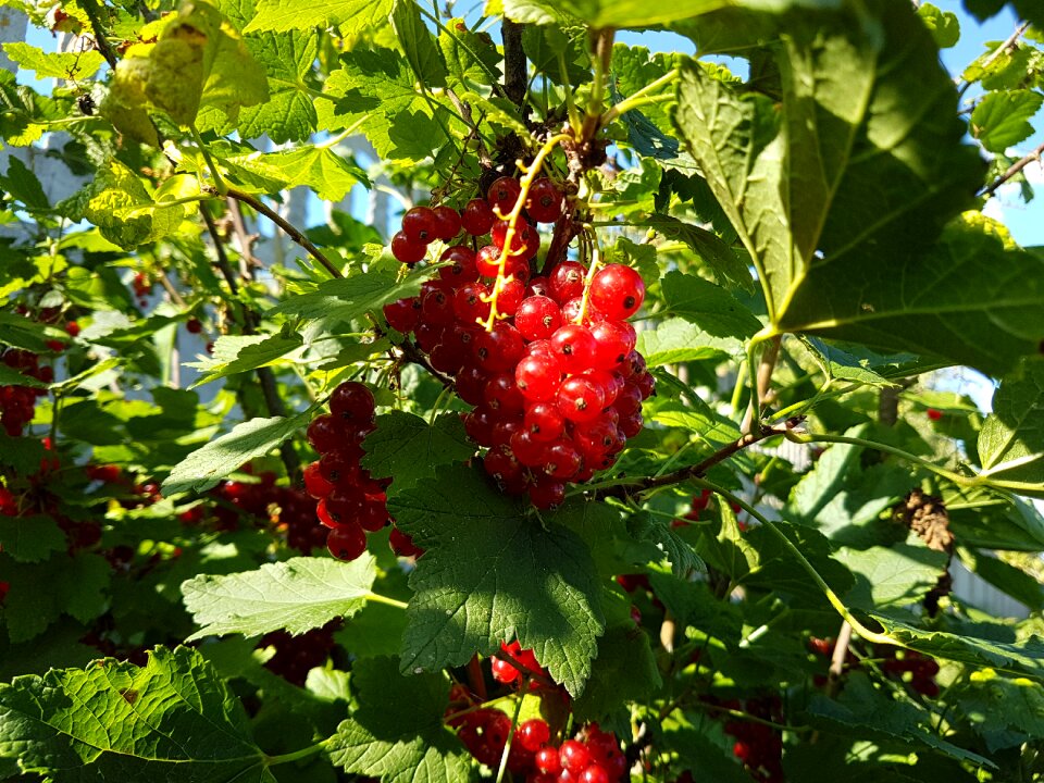 Berry nature garden