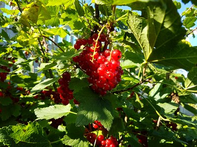 Berry nature garden