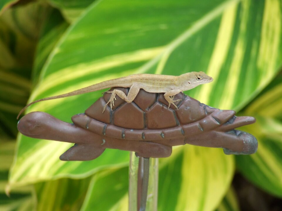 World anole