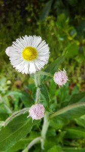 Beautiful daisy wild