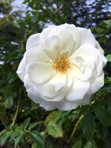 Green white flora
