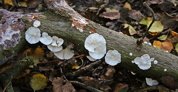 Nature forest fungus