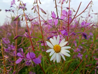 Plants daisy flowers