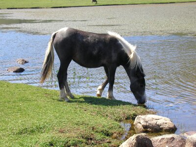 Lake nino pozzines horses photo