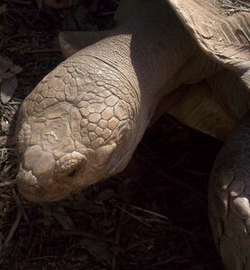Reptile wildlife nature