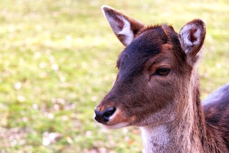 Animal mammal nature photo