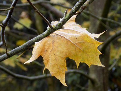 Leaf yellow frost