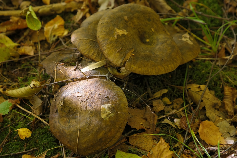 Olive brown milchling lactarius turpis l plumbeus