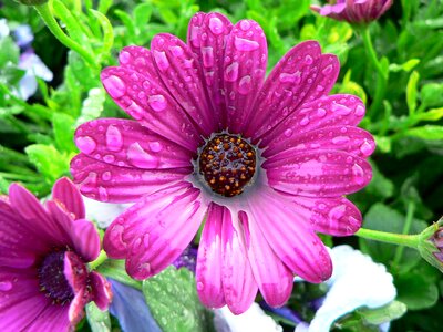 Water pink african daisy