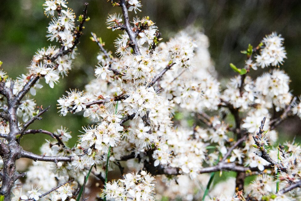 Plant white flowers spring