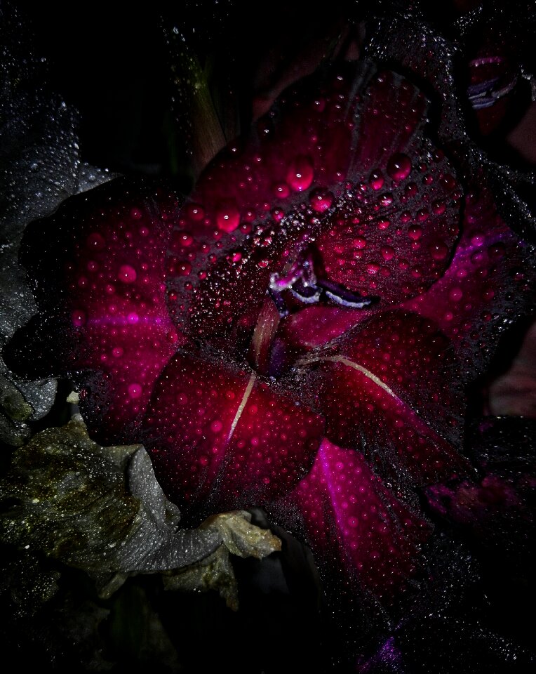 Drops flowers roses